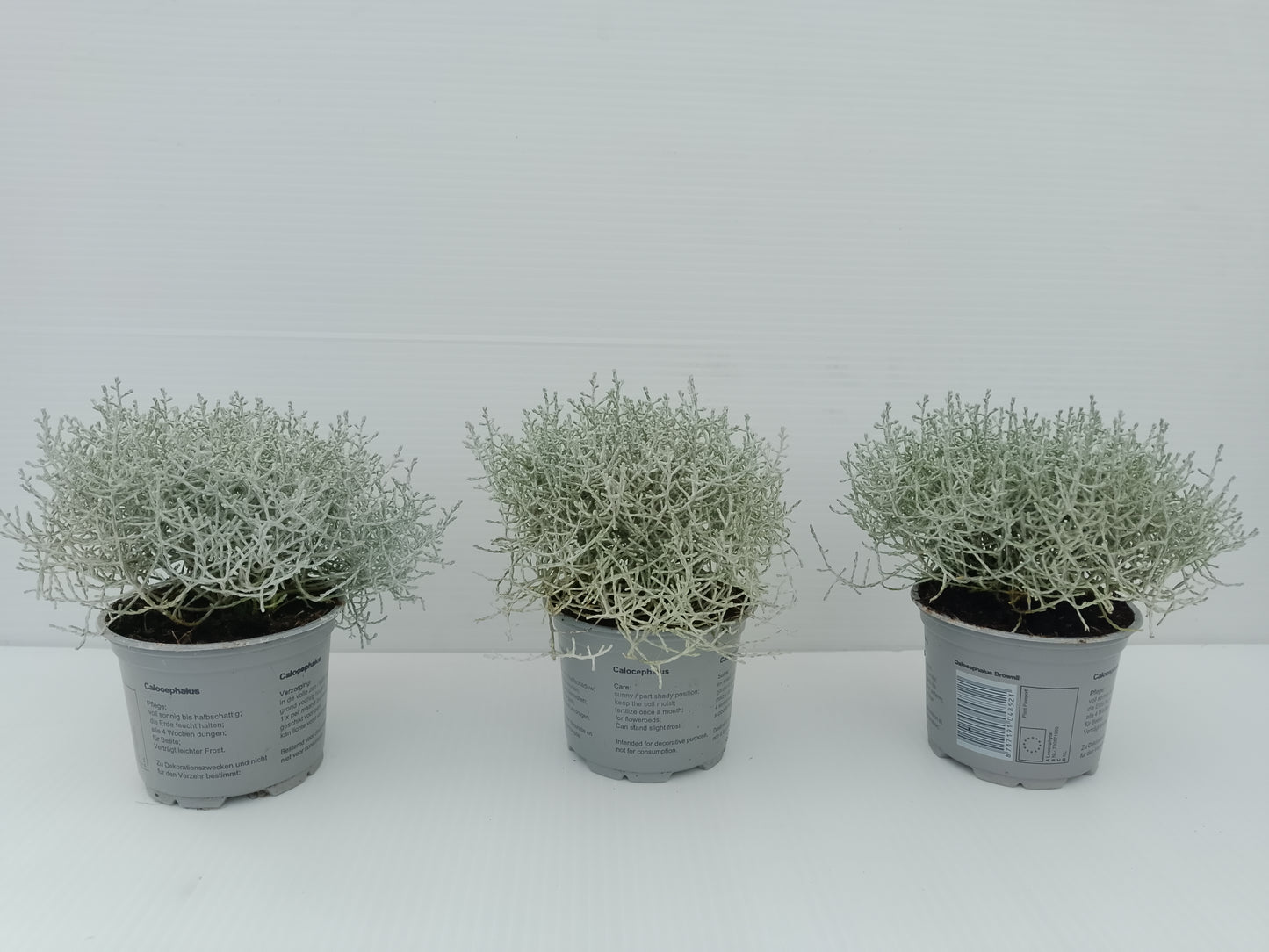 Calocephalus brownii (Silver Bush) – 10 cm Pot ( bundle of 3)