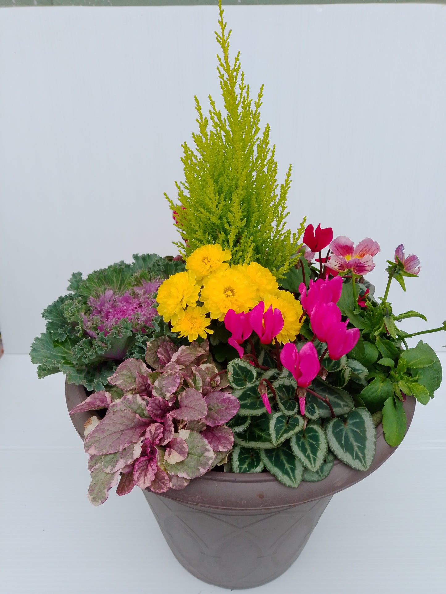 Cyclamen – Colourful autumn & winter bedding (bundle of 3)