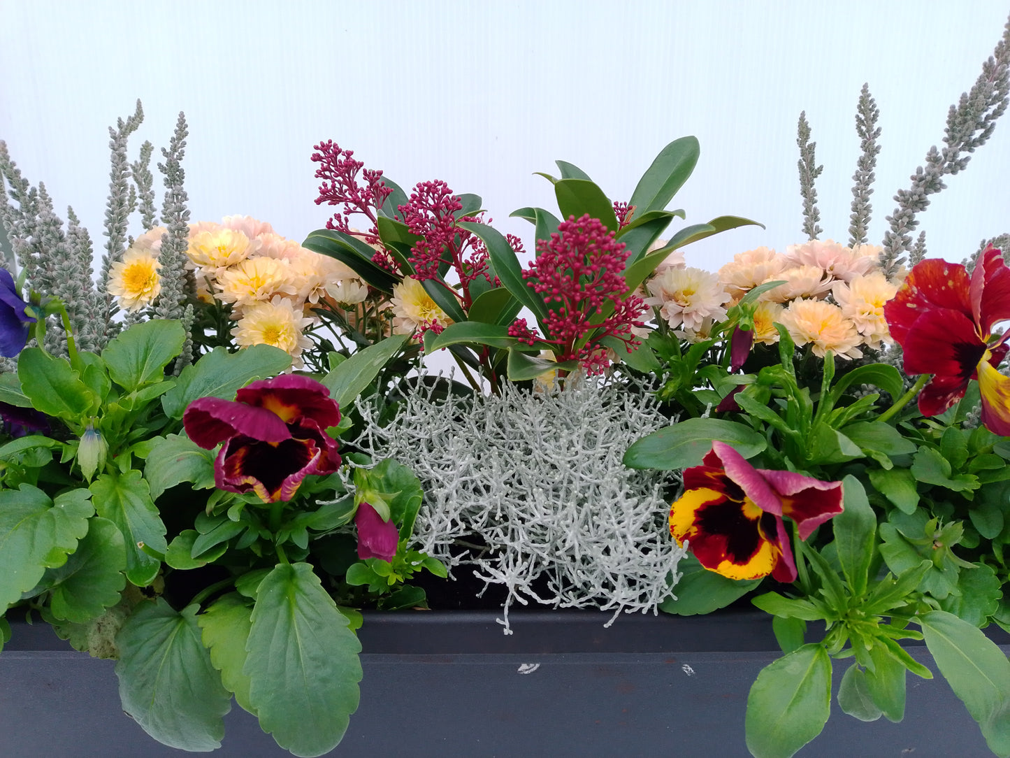 Skimmia japonica ‘Rubella’ – Evergreen shrub with red winter buds