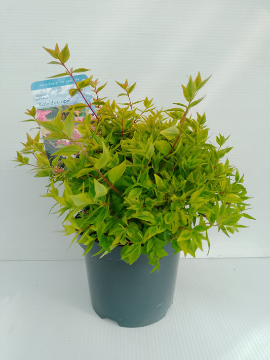 🌿 Abelia ‘Kaleidoscope’ – 3 L Pot