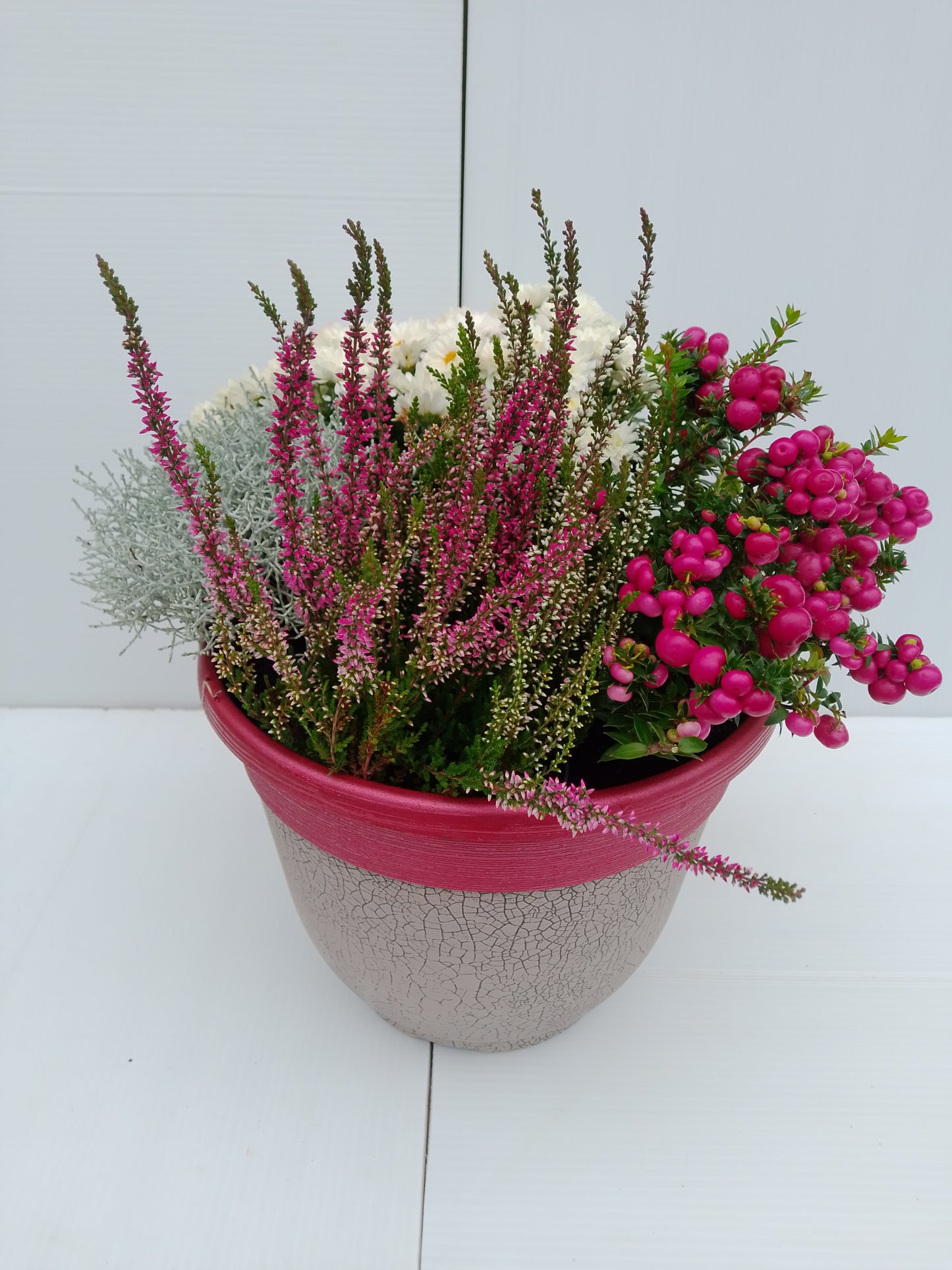 Gaultheria mucronata (Pernettya) – Evergreen with winter berries