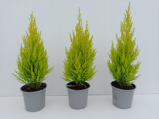 Cupressus ‘Wilma Goldcrest’ – Bright golden conifer for pots & borders ( bundle of 3)