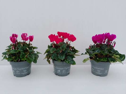 Cyclamen – Colourful autumn & winter bedding (bundle of 3)