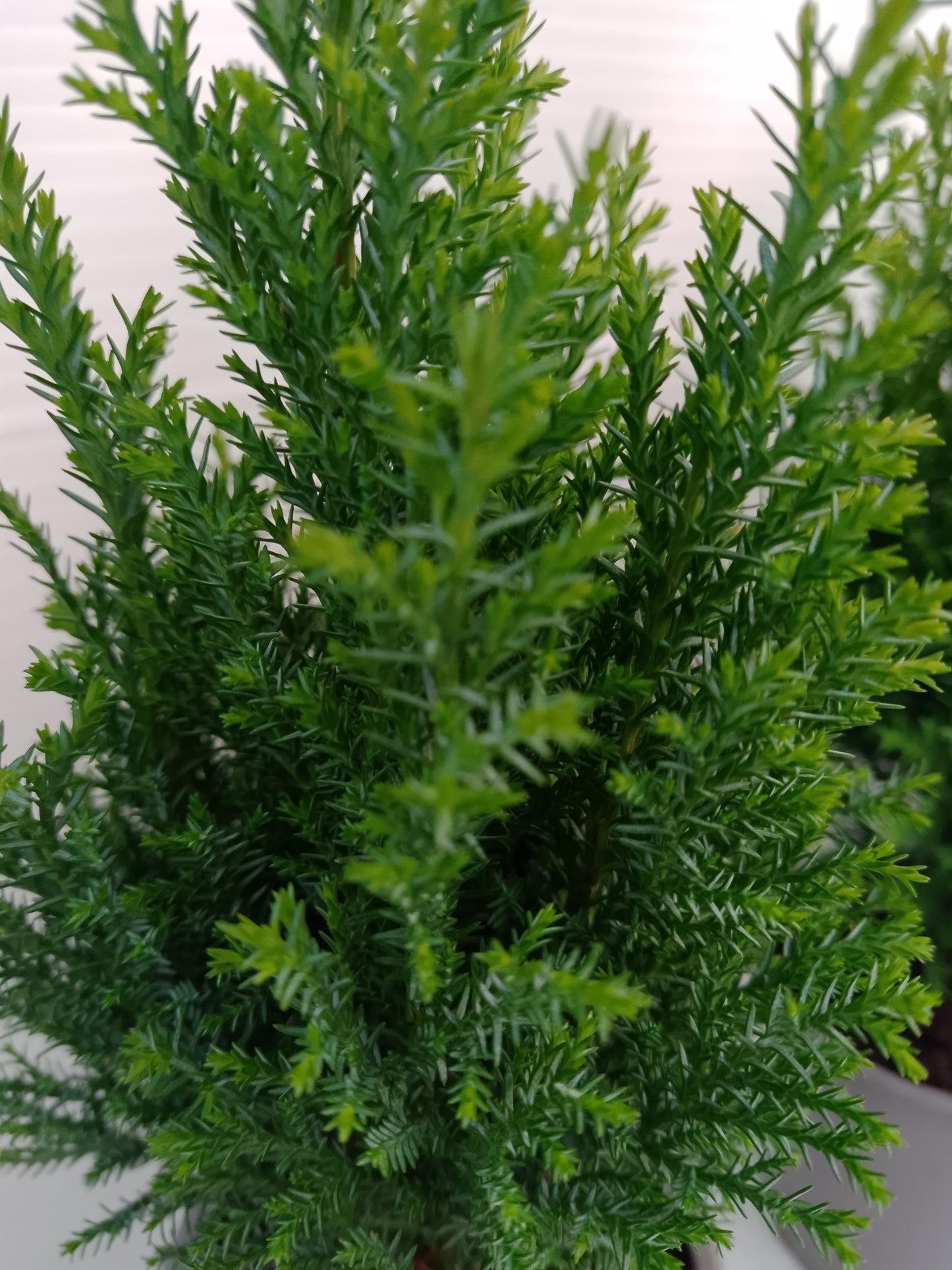 🌲 Elwoodii Conifer – 9 cm Pot (bundle of 3)