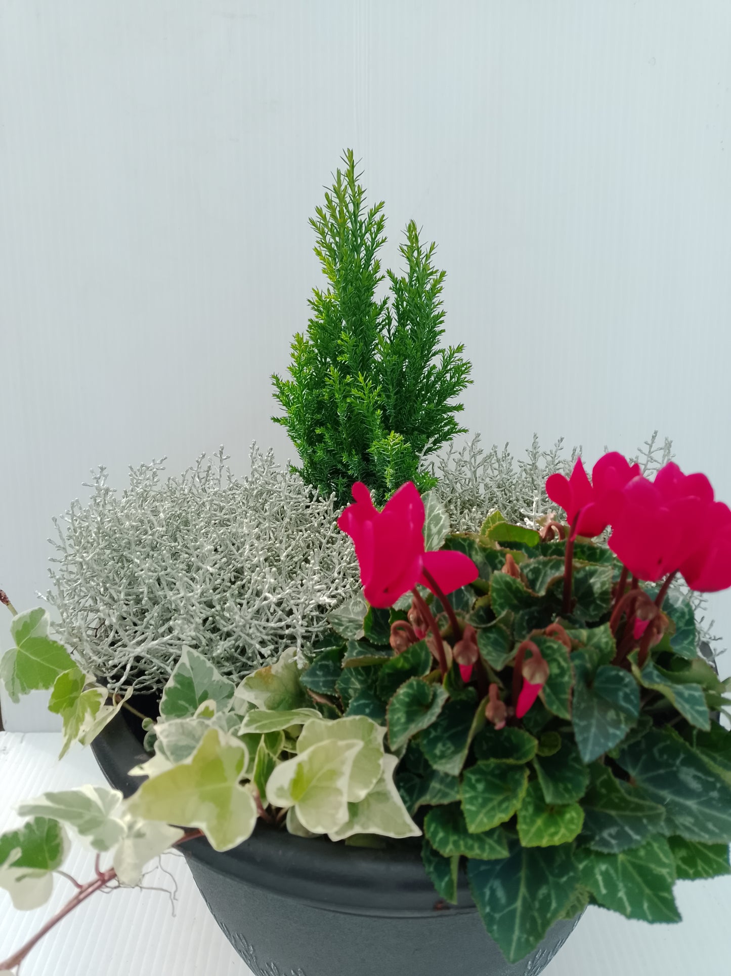 🌲 Elwoodii Conifer – 9 cm Pot (bundle of 3)