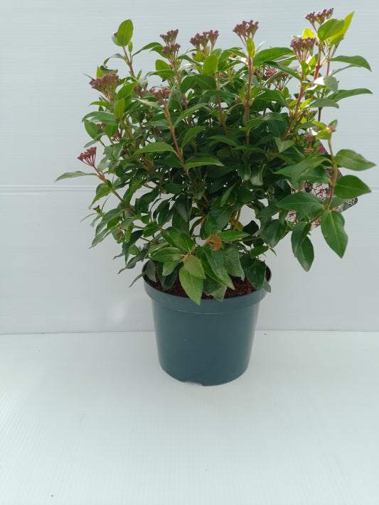Viburnum tinus ‘Eve Price’ – 3 L Pot