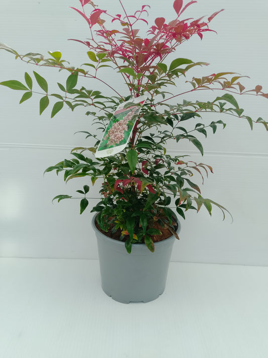 Nandina domestica ‘Obsessed’ – 3 L Pot