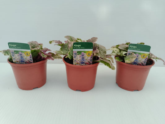 🍂 Ajuga ‘Burgundy Glow’ – 10cm Pot (bundle of 3)