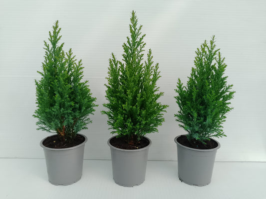🌲 Elwoodii Conifer – 9 cm Pot (bundle of 3)