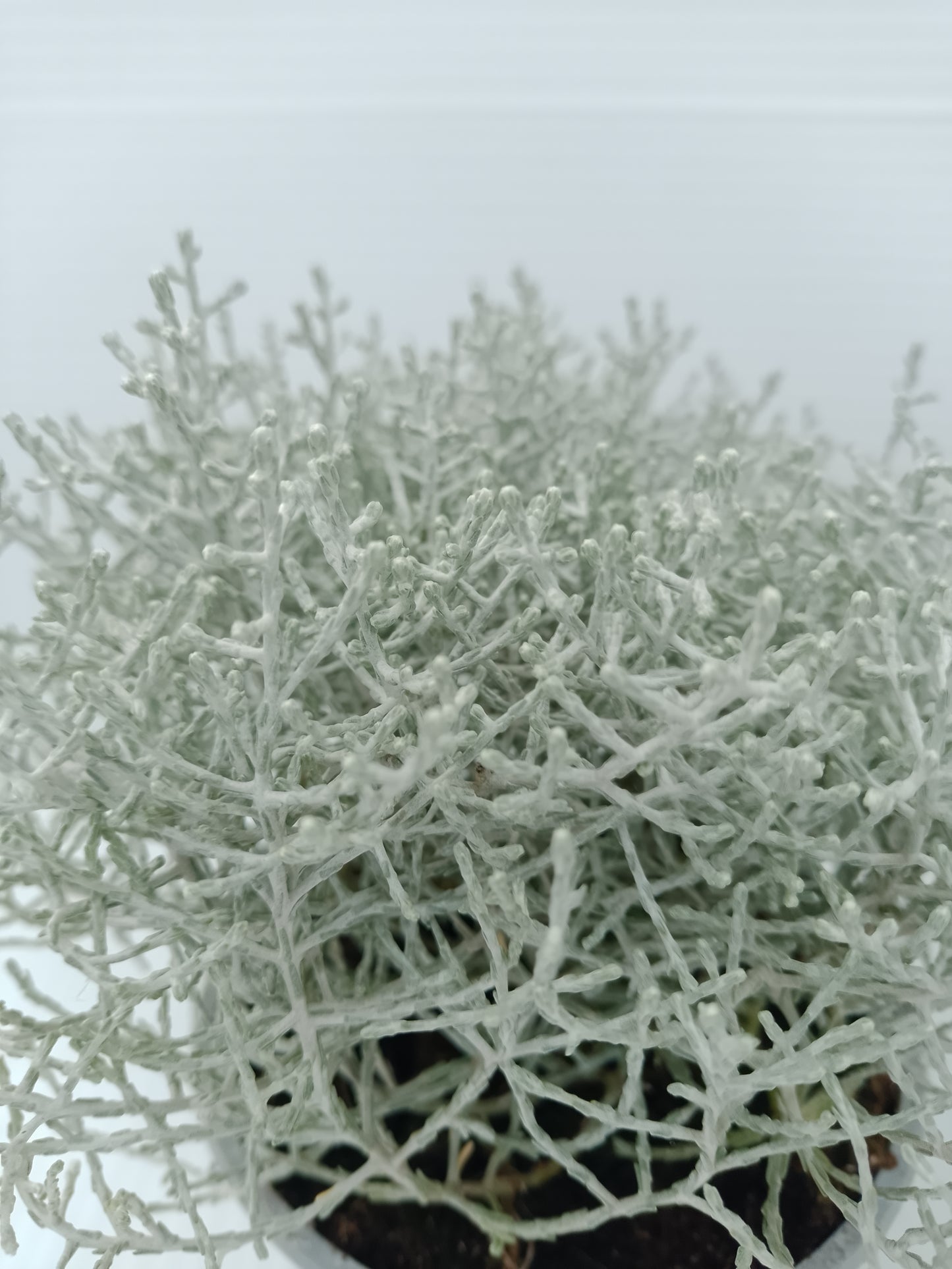 Calocephalus brownii (Silver Bush) – 10 cm Pot ( bundle of 3)