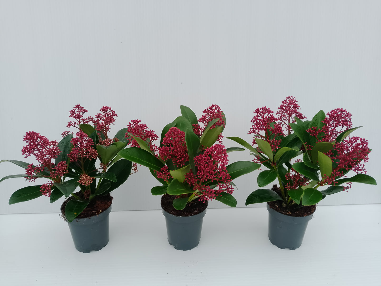 Skimmia japonica ‘Rubella’ – Evergreen shrub with red winter buds