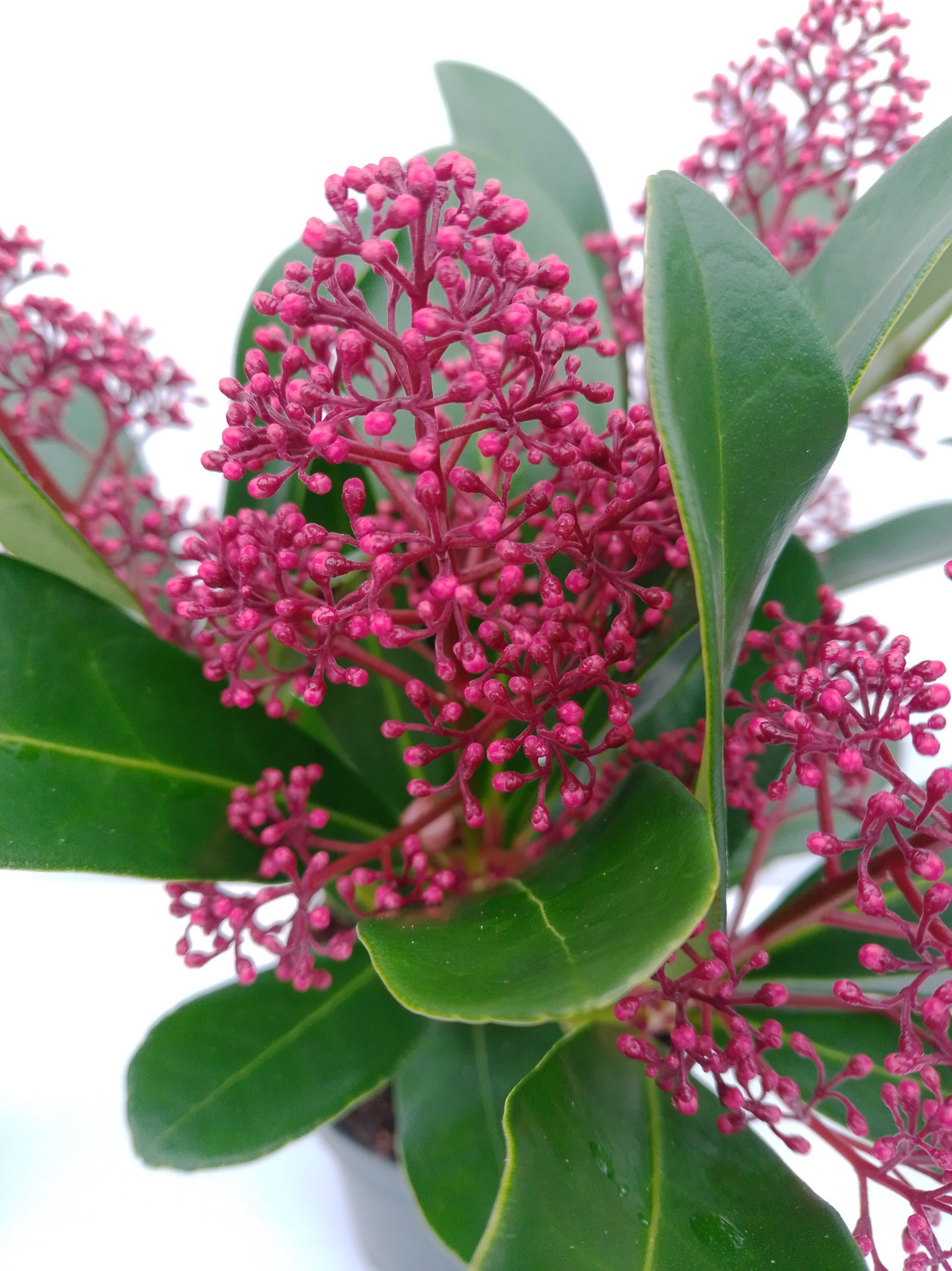 Skimmia japonica ‘Rubella’ – Evergreen shrub with red winter buds