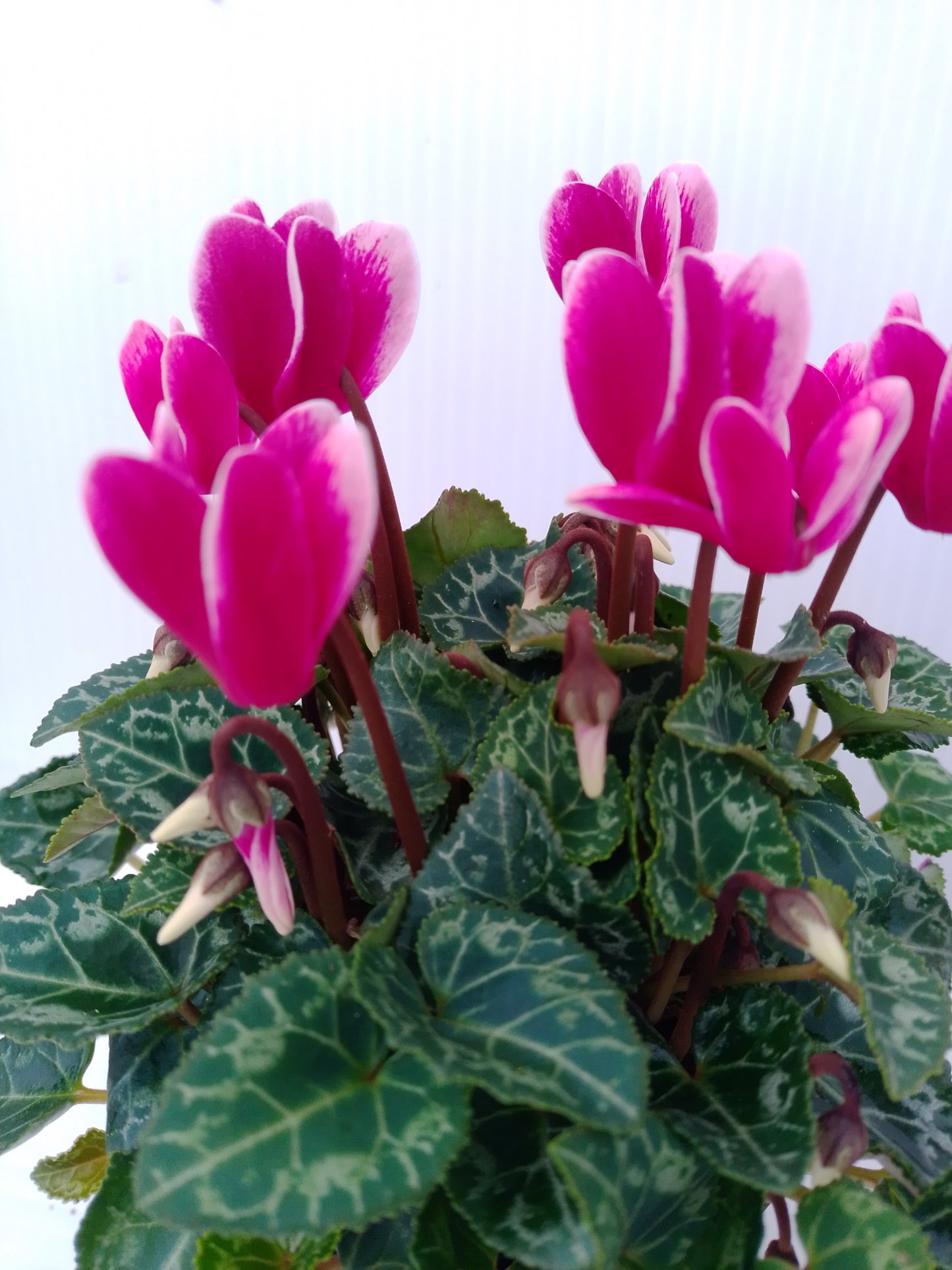 Cyclamen – Colourful autumn & winter bedding (bundle of 3)