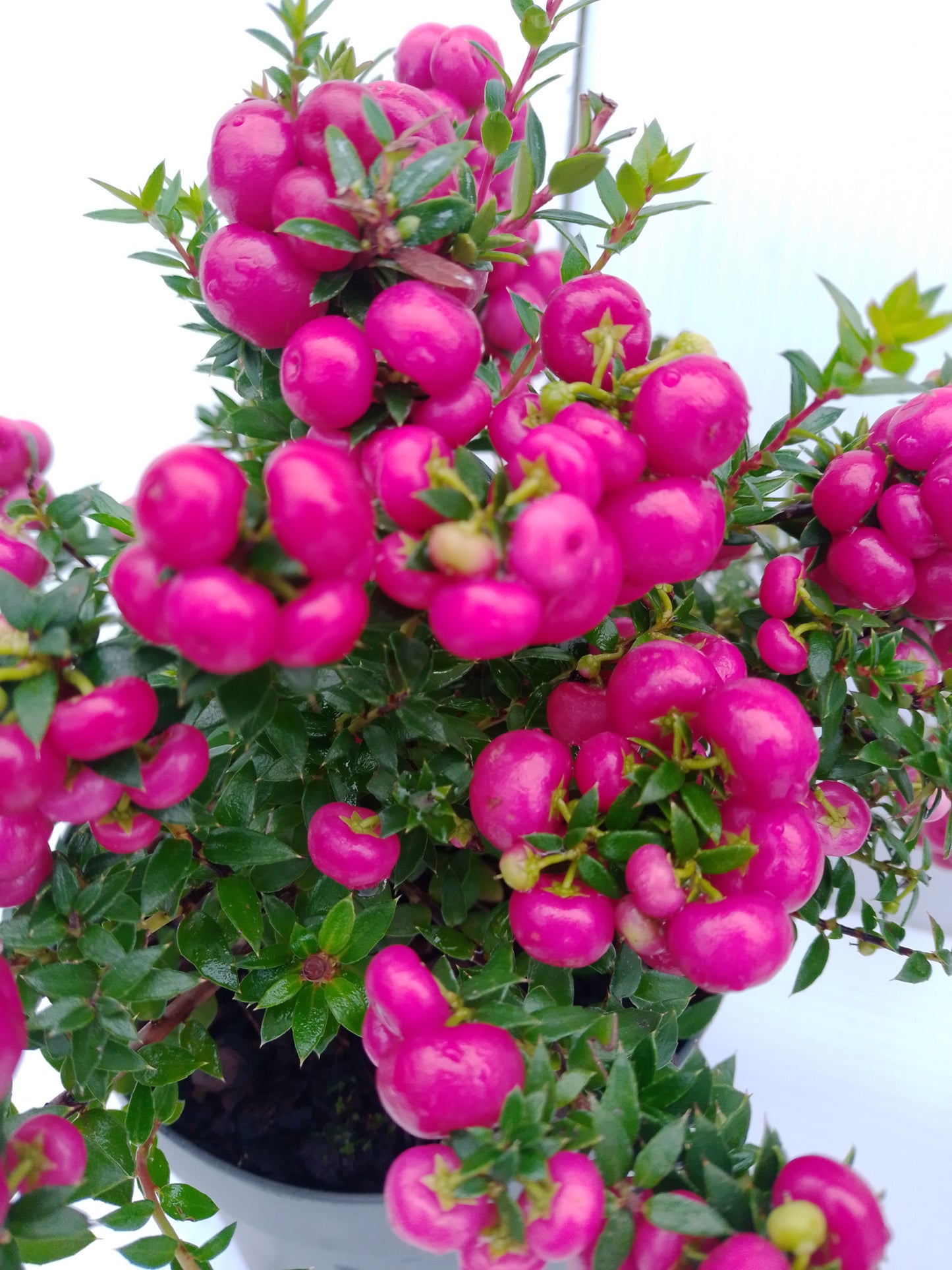 Gaultheria mucronata (Pernettya) – Evergreen with winter berries