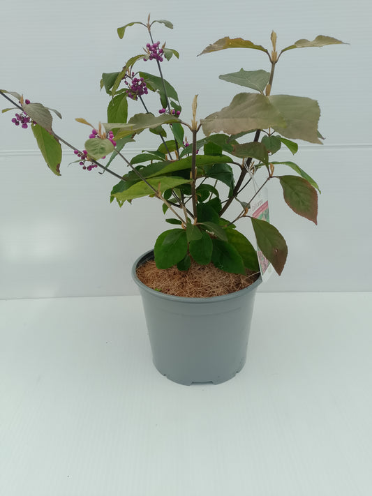 Callicarpa bodinieri ‘Profusion’ – 3 L Pot