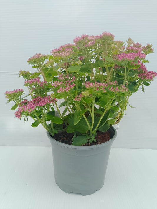Sedum ‘Autumn Joy’ – 3 L Pot