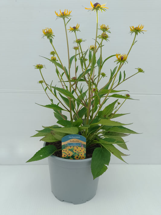 Rudbeckia ‘Little Goldstar’ – 3 L Pot