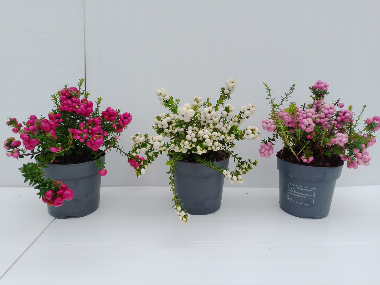 Gaultheria mucronata (Pernettya) – Evergreen with winter berries