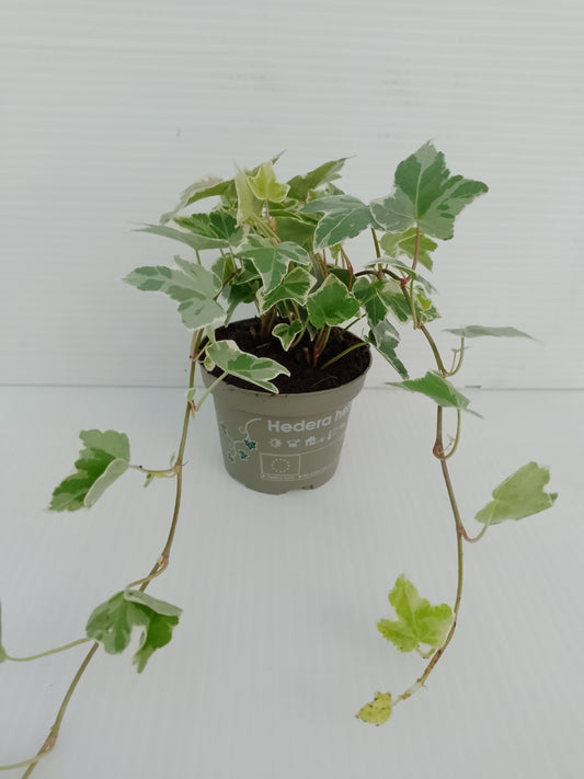🍃 Variegated Ivy (Hedera helix) – 9 cm Pot (bundle of 3)