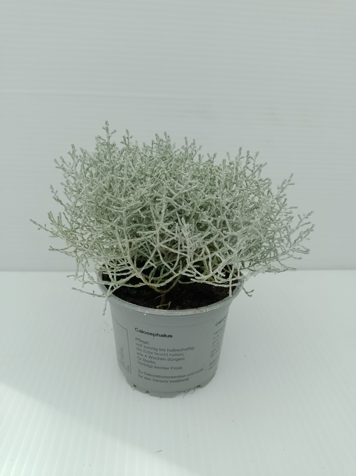 Calocephalus brownii (Silver Bush) – 10 cm Pot ( bundle of 3)