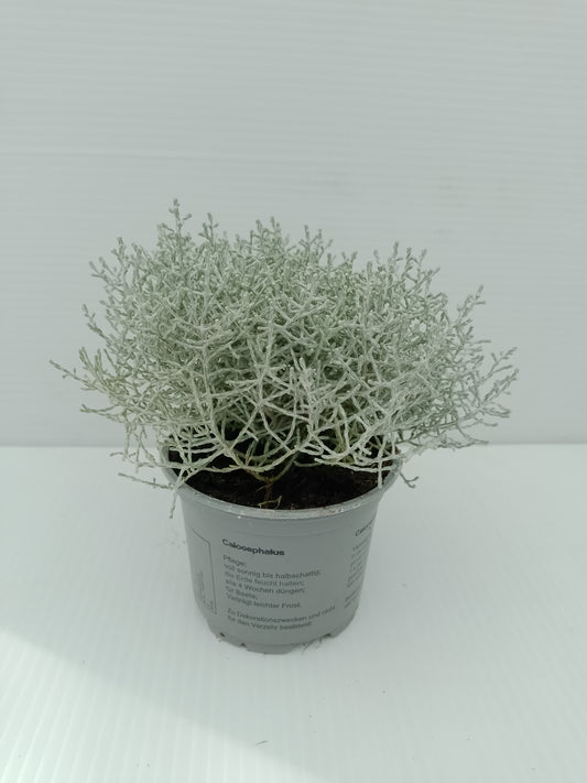 Calocephalus brownii (Silver Bush) – 10 cm Pot ( bundle of 3)